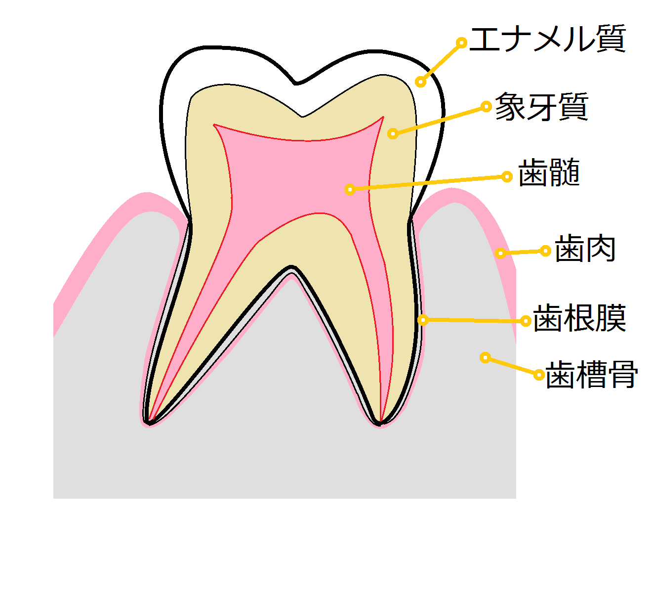 歯がしみるのは何で？